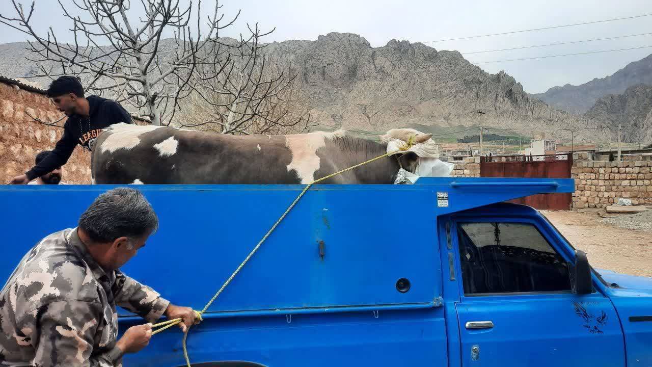 اهدای گوساله یک تنی به نیروهای مسلح در ایلام